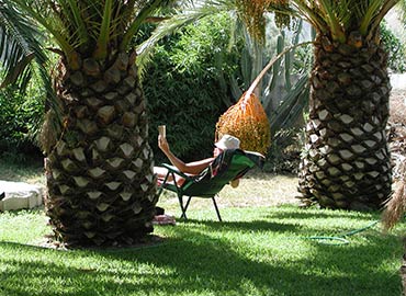 sunbathing between palm trees
